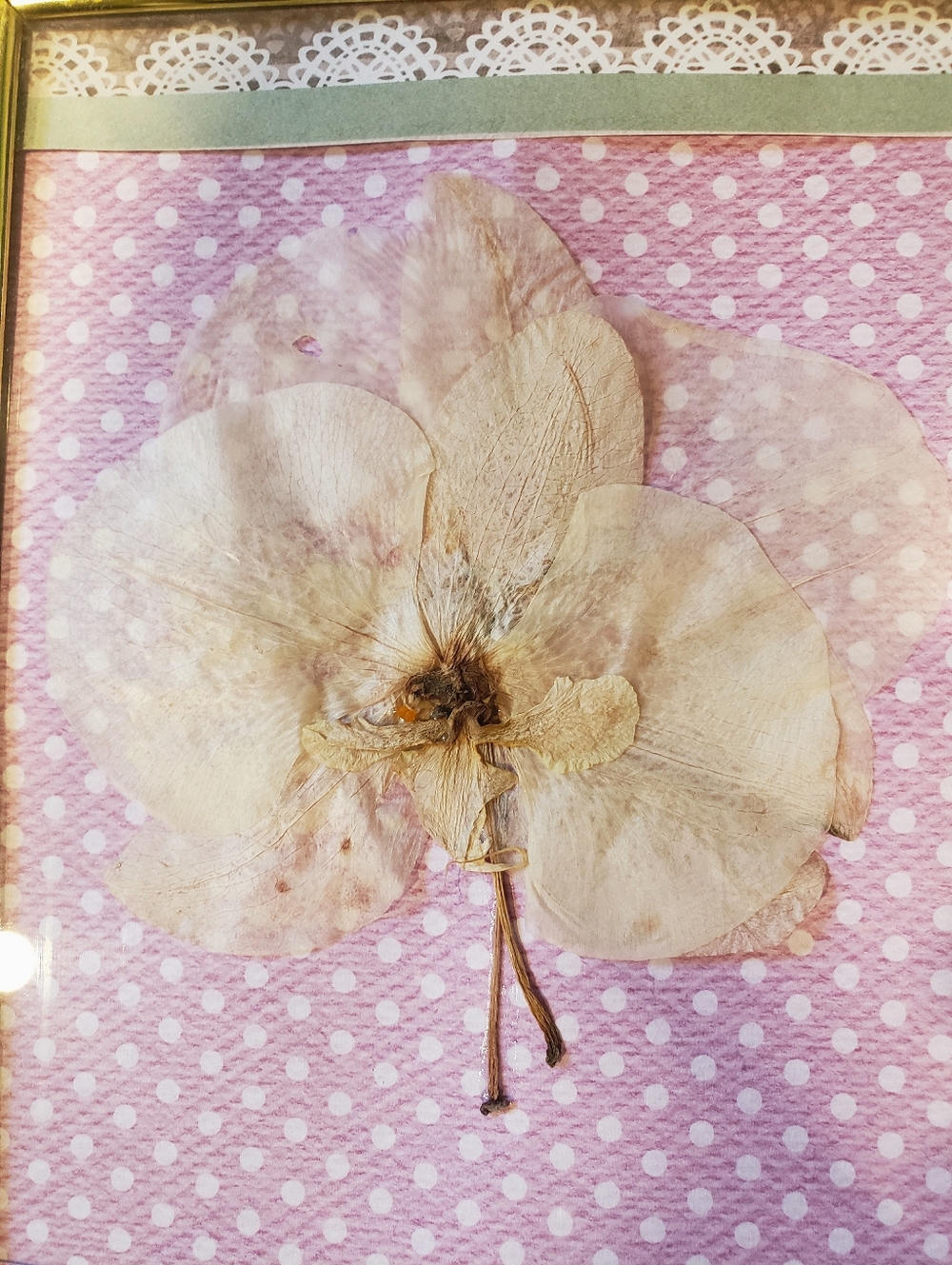 Beautiful Handmade Dried Plant / Flower Art / Wall Decor In Frame With Glass - Picture 4 of 4